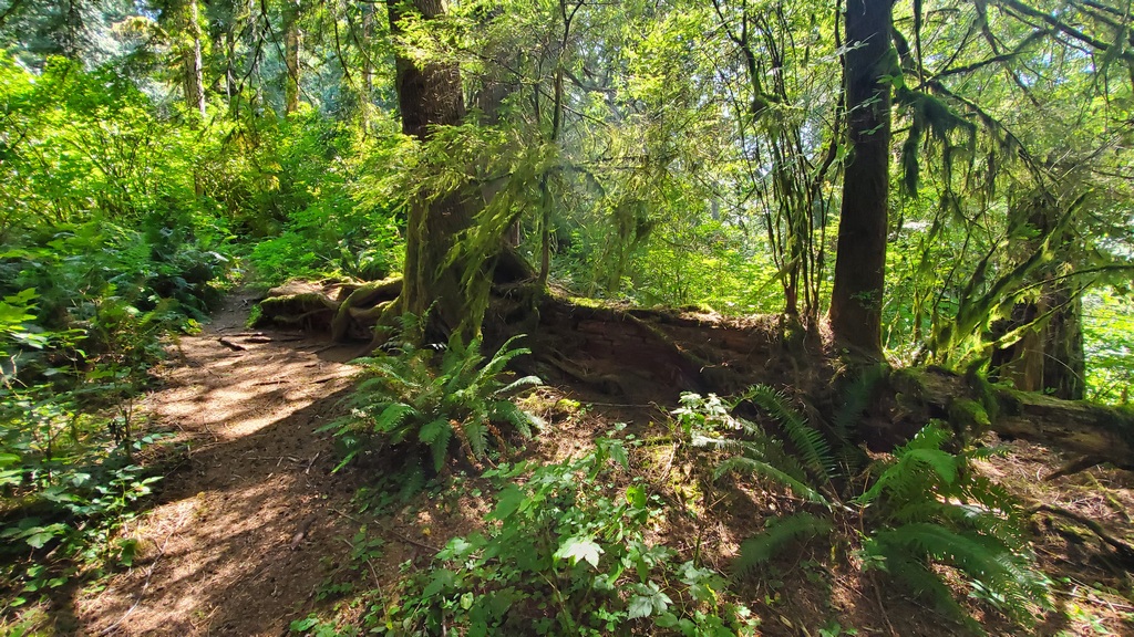 Nurse Log on the Trail